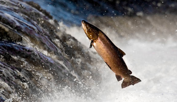 Sposób polskich naukowców na zahamowanie złotych alg